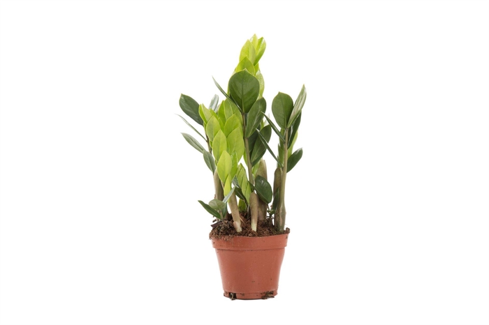 <h4>Zamioculcas zamiifolia</h4>