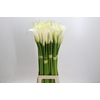 Zantedeschia Eydolls White