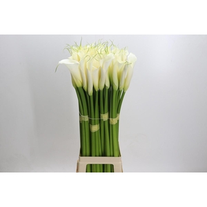 Zantedeschia Eydolls White