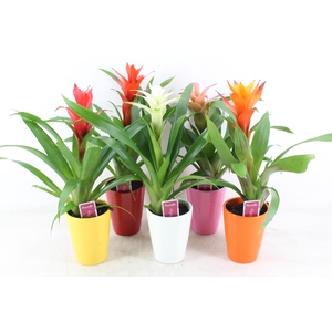 arr3 ZS - Guzmania streeppot mix