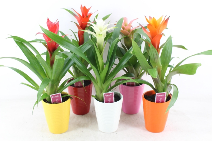 <h4>arr3 ZS - Guzmania streeppot mix</h4>
