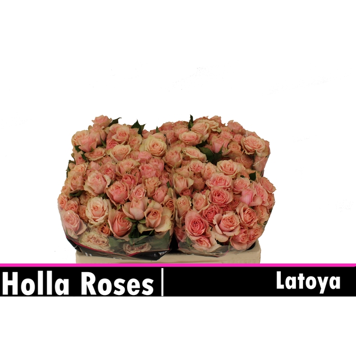 <h4>R TR LATOYA</h4>