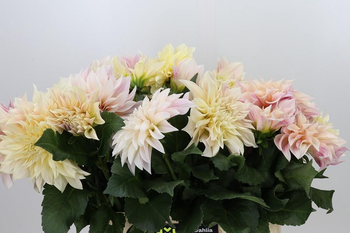 <h4>Dahlia Cafe Au Lait Creme</h4>