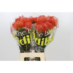 LEUCOSPERMUM CORD. 'SUCCESSION'