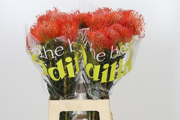<h4>LEUCOSPERMUM CORD. 'SUCCESSION'</h4>