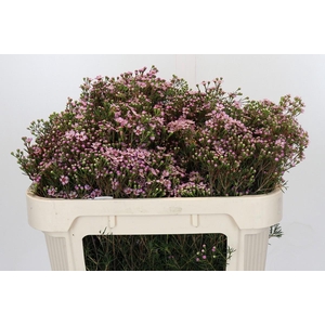 Chamelaucium Jupiter Solar