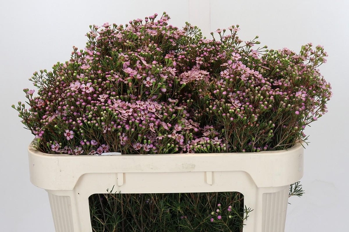 <h4>Chamelaucium Jupiter Solar</h4>