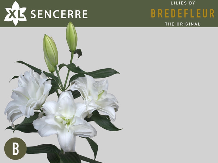 <h4>R TR SANCERRE 3+</h4>