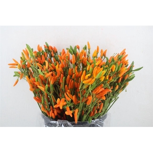 Pepers Paprika Orange Pbs