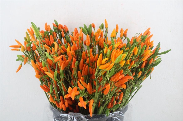 <h4>Pepers Paprika Orange Pbs</h4>