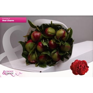 Paeonia Red Charm | Heavy Quality