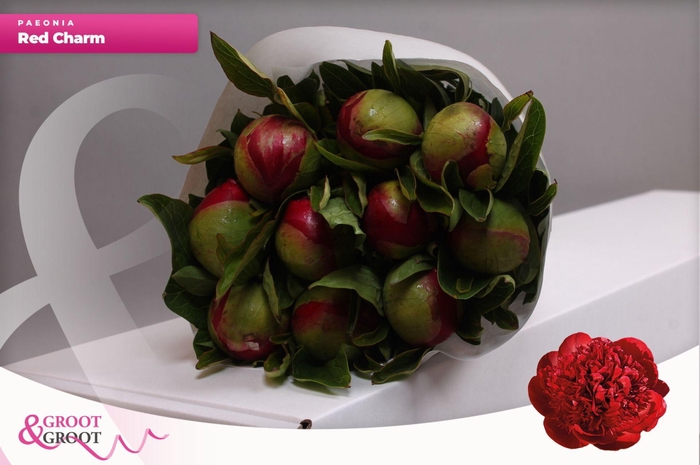 <h4>Paeonia Red Charm | Heavy Quality</h4>