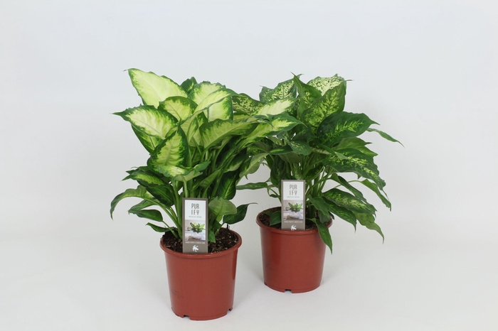 <h4>Purify Dieffenbachia Camilla/Compacta 17 cm</h4>