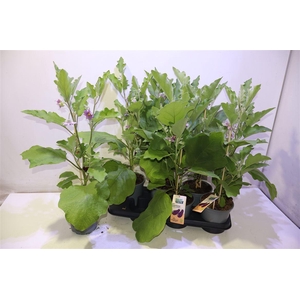 arr8 Aubergine Planten