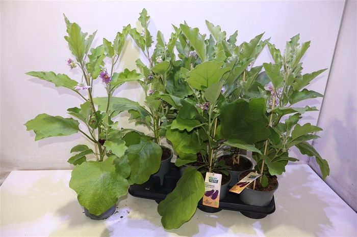 <h4>arr8 Aubergine Planten</h4>