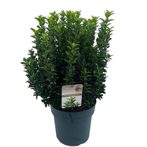 Euonymus jap. 'Green Spire' (Jean Hugues) sense C10