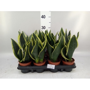 Sansevieria trifa. 'Black Gold'