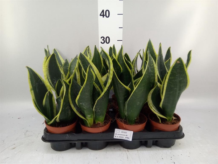 <h4>Sansevieria trifa. 'Black Gold'</h4>
