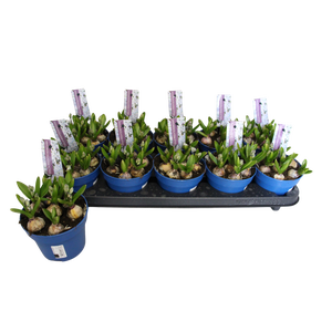 Bol op pot Scilla Tubergeniana