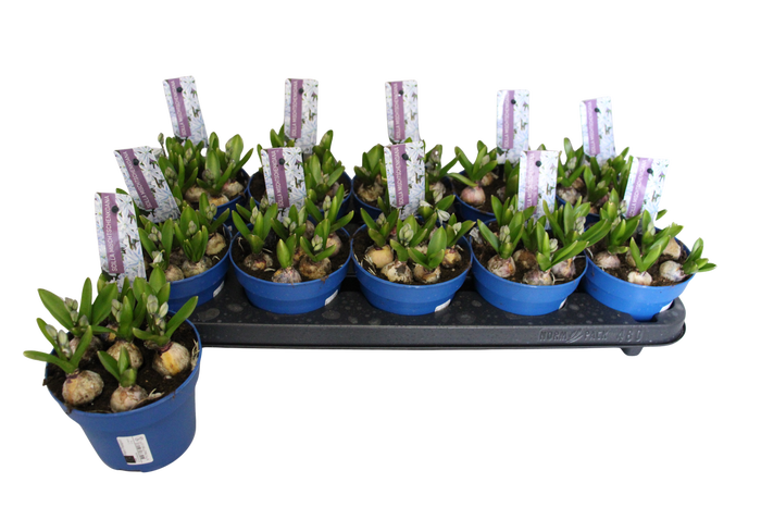 <h4>Bol op pot Scilla Tubergeniana</h4>