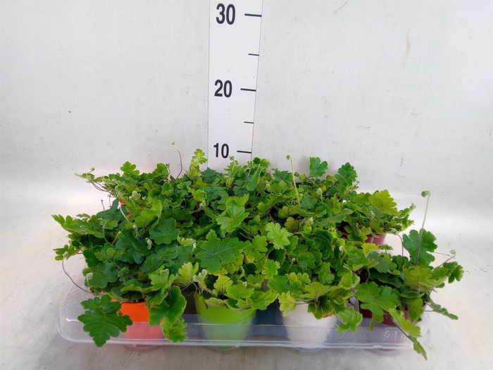 <h4>Ferns   ...</h4>