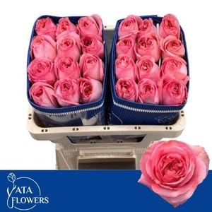 R Gr Pink X-Pression