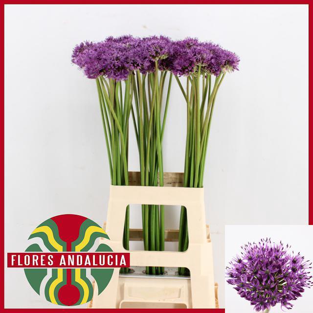 ALLIUM GLADIATOR