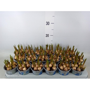 Muscari  'Magic Blue'