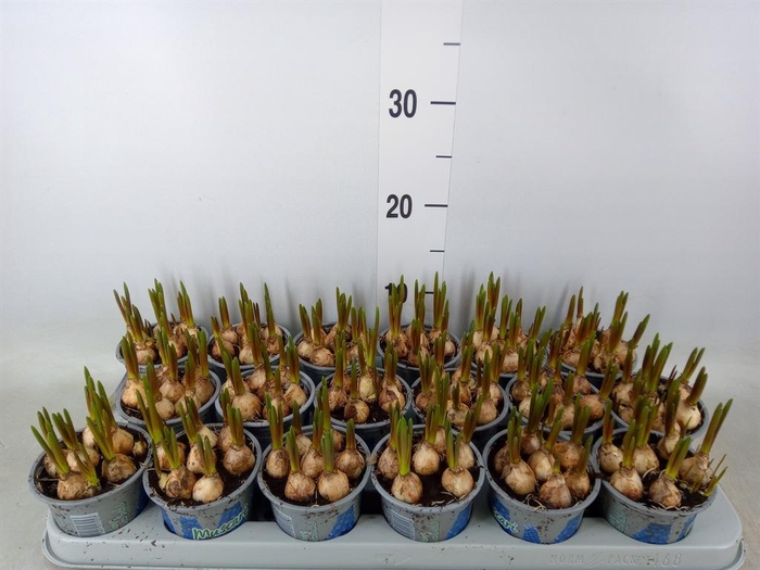 <h4>Muscari  'Magic Blue'</h4>