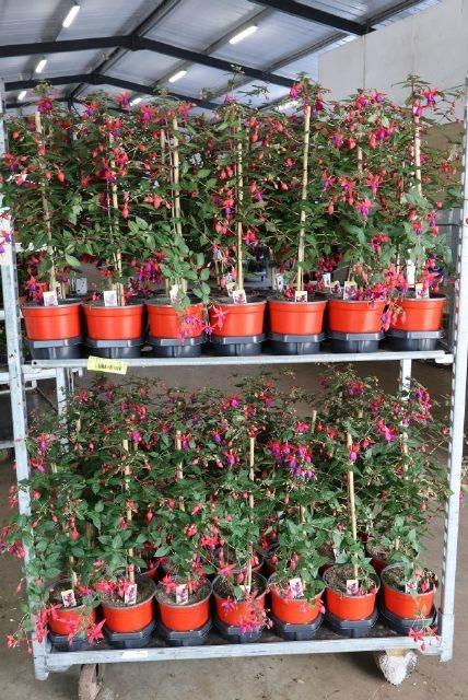 <h4>FUCHSIA OV</h4>