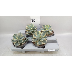 Agave potatorum