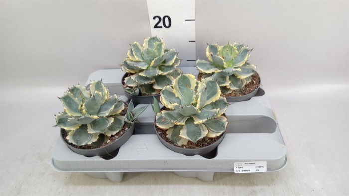 <h4>Agave potatorum</h4>