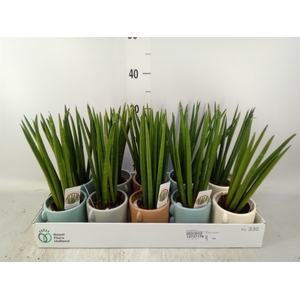 Sansevieria cyl.  ...