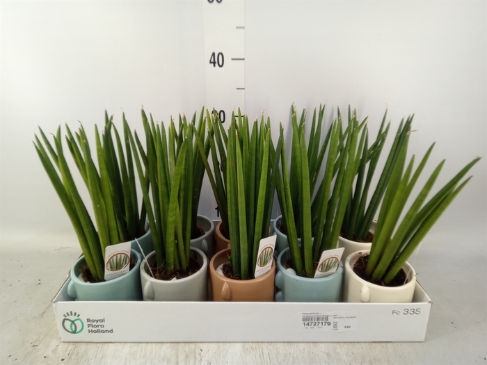 <h4>Sansevieria cyl.  ...</h4>