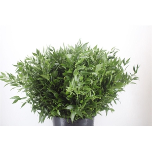 Ruscus Short 300gram P Bunch