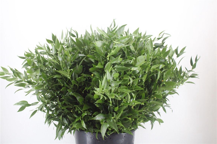 <h4>Ruscus Short 300gram P Bunch</h4>