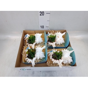 Planten  ..in schelp L%