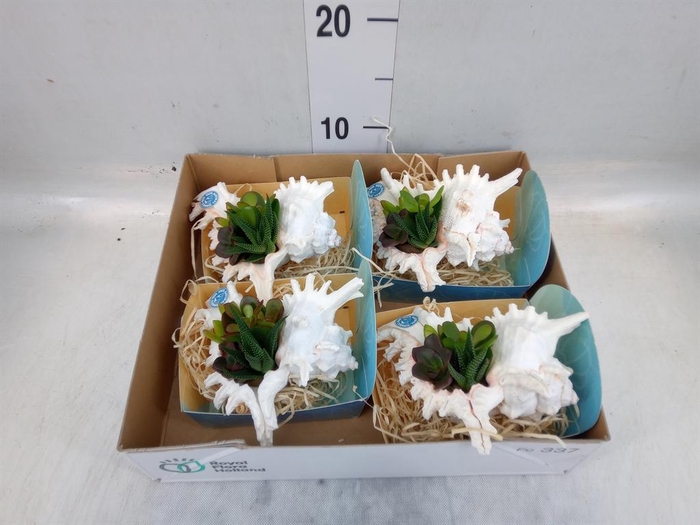 <h4>Planten  ..in schelp L%</h4>