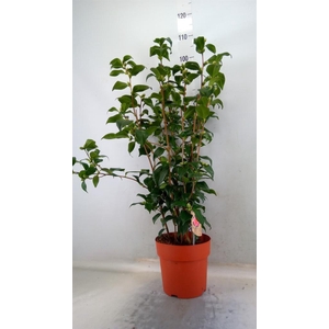 Camellia japonica 'Dr King'