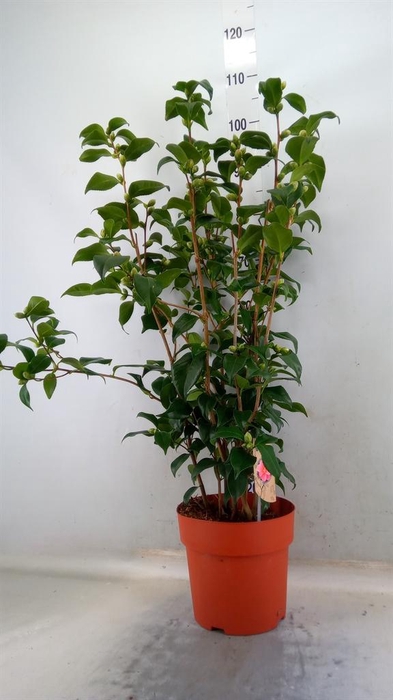 <h4>Camellia japonica 'Dr King'</h4>