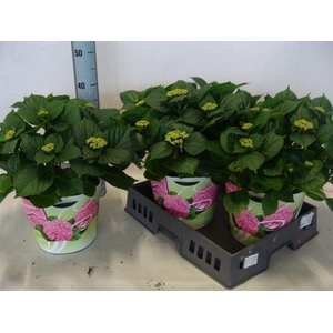 Hydrangea mac.   ...