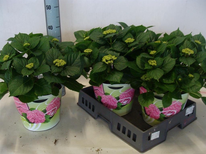 <h4>Hydrangea mac.   ...</h4>