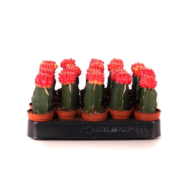 <h4>Cactus geent oranje 5,5 cm</h4>