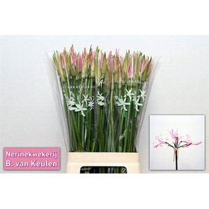 Nerine Bo Vesta K