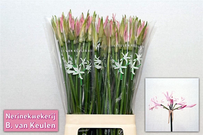 <h4>Nerine Bo Vesta K</h4>