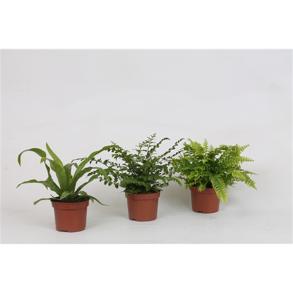 <h4>Nephrolepis Boston, Asplenium Parvati, Asplenium Antiquum</h4>