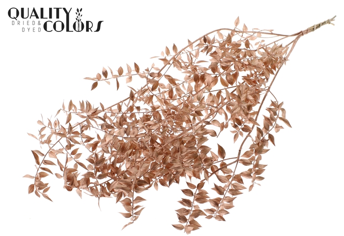<h4>Ruscus 70cm 5 pc/bunch Copper (2x5 bunch/poly)</h4>