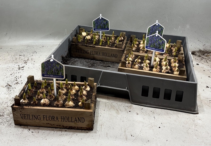 <h4>ARR MUSCARI</h4>