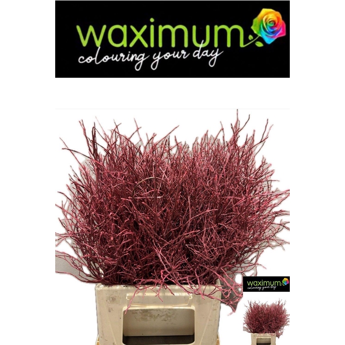 <h4>Vacc Klb H%</h4>