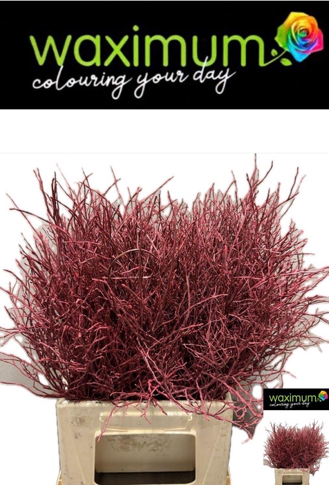 <h4>VACC KLB H%</h4>